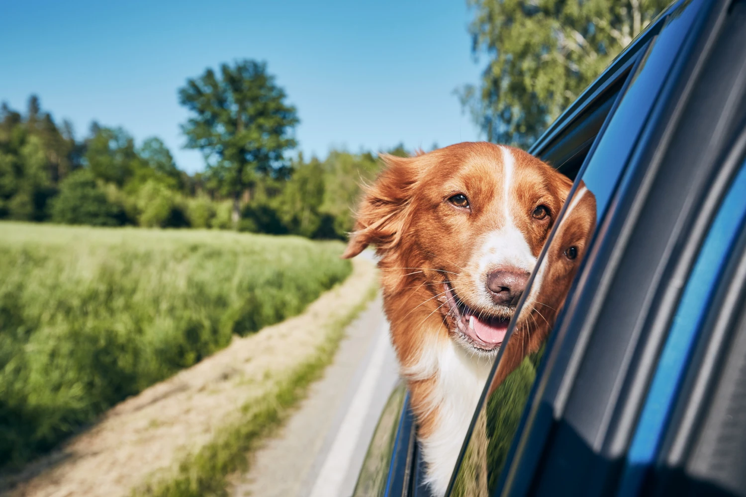 Nissan Frontier Dog Car Seat Belt for Duck Tolling Retrievers