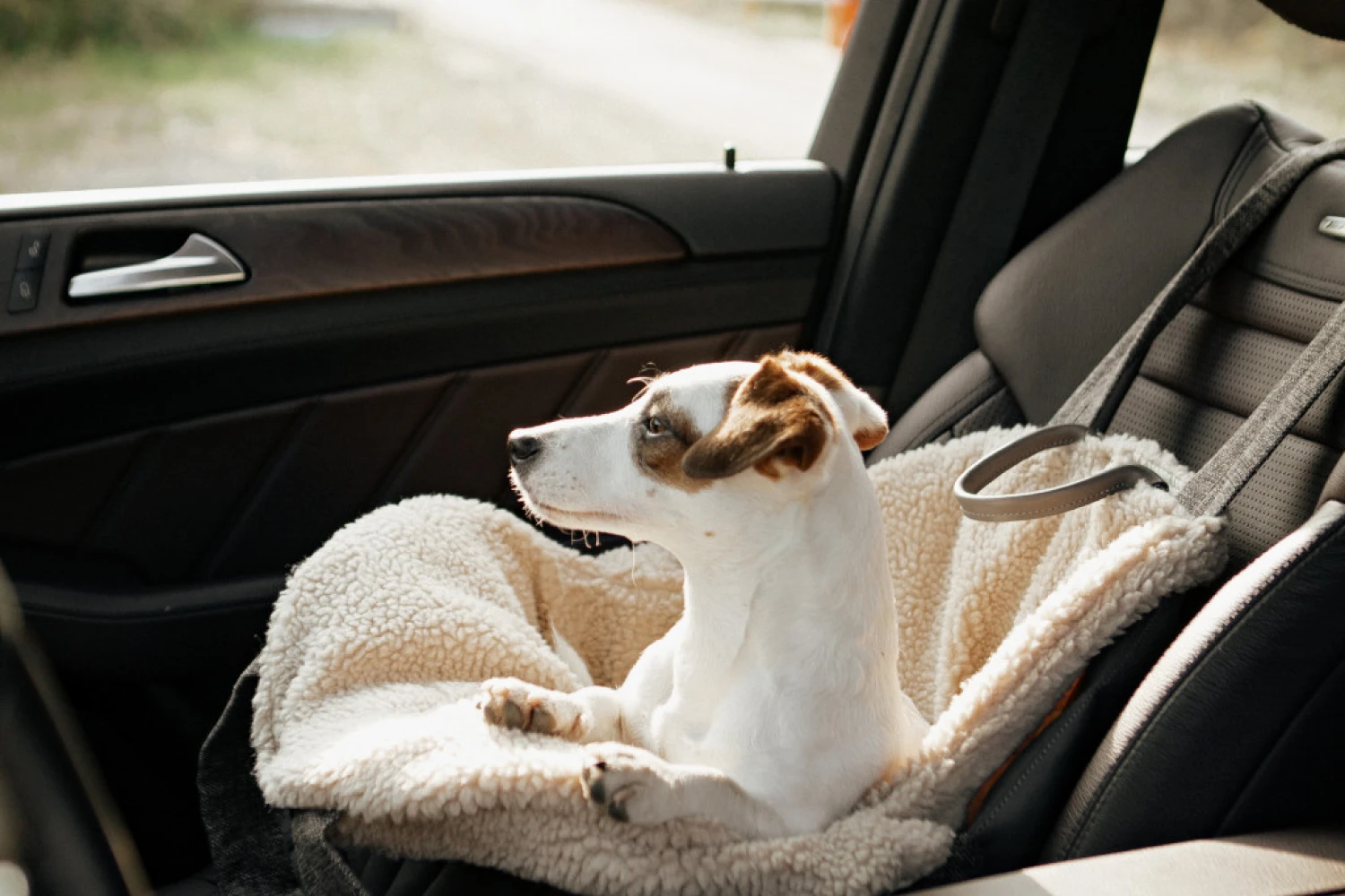 Dog Carrier Purse for Fox Terrier