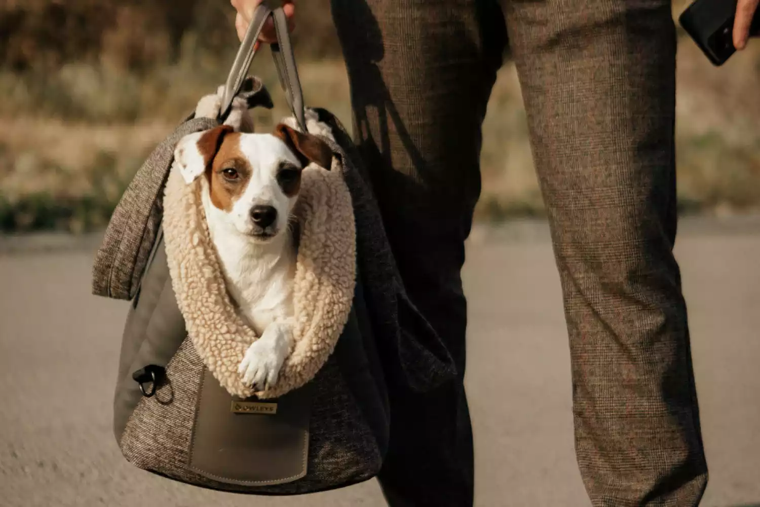 Dog Carrier Purse for Lancashire Heeler