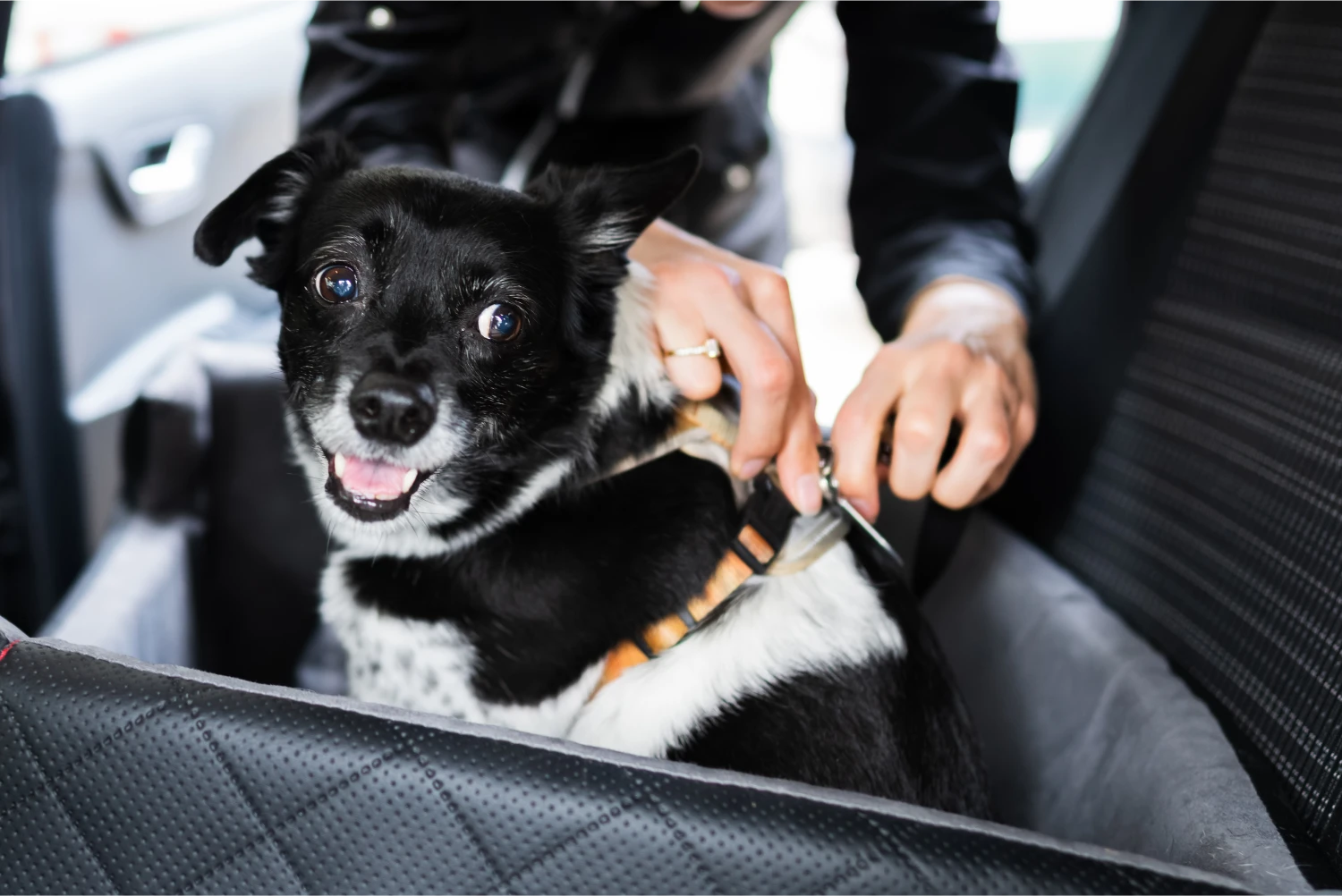 Nissan Armada Dog Safety Belt for Bernese Mountain Dogs